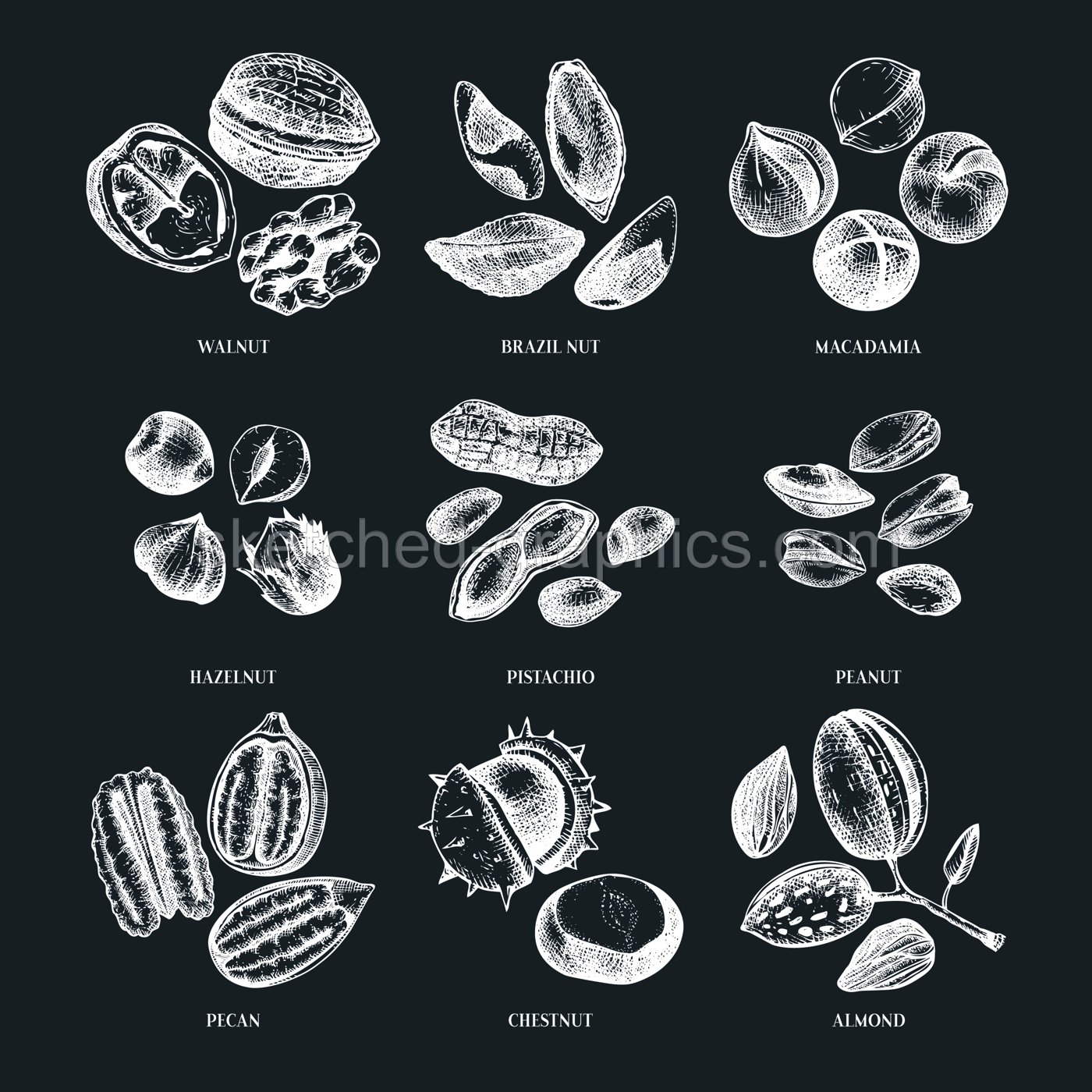 Vector nuts illustrations collection on chalkboard. Hand-drawn pecan, macadamia, pine nuts, walnut, almond, pistachio, chestnut, peanut, Brazil nut, hazelnut. Hand-sketched healthy food drawings Illustration